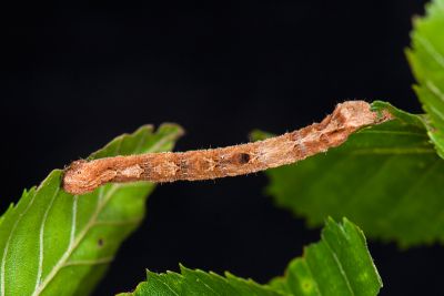 暗黃斑霜尺蛾 Alcis taiwanovariegata