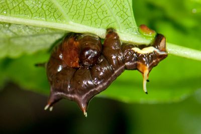 尖嘴摺翅尺蛾 Apochima praeacutaria