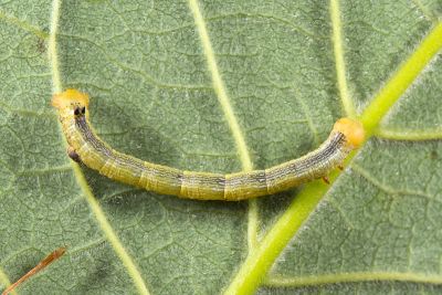 黃尺蛾 Doratoptera lutea