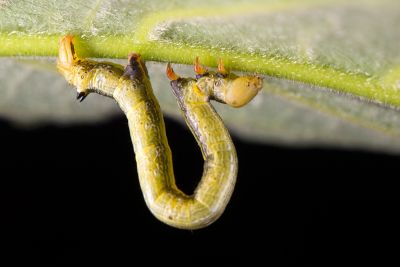 黃尺蛾 Doratoptera lutea
