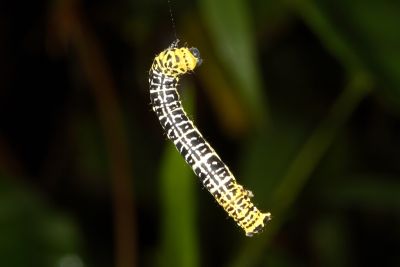 紫紅斑隱尺蛾 Heterolocha coccinea
