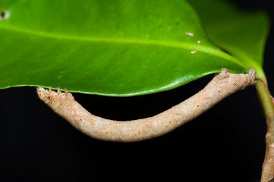 黃鉤尺蛾 Hyposidra infixaria