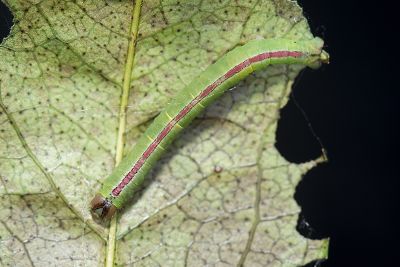 鉛灰素尺蛾 Lomographa platyleucata marginata