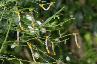 黑帶尾尺蛾 Ourapteryx nigrociliaris magnifica