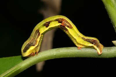 皺紋尺蛾 Racotis boarmiaria
