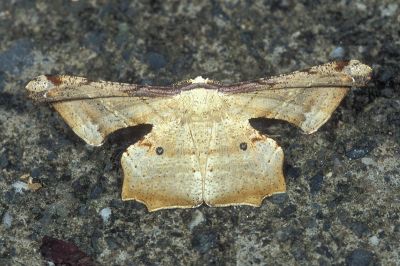 空點雙尾尺蛾 Gonodontis pallida 雄蟲