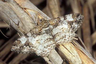大霜尺蛾 Alcis admissaria undularia 雌蟲