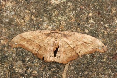 黃鉤尺蛾 Hyposidra infixaria 雌蟲