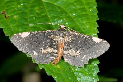 雙斑鋸線尺蛾 Abaciscus costimacula 雄蟲