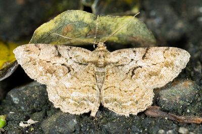 碎紋擬霜尺蛾 Psilalcis pulveraria 雄蟲