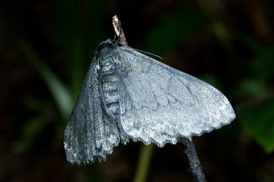 白波緣尺蛾 Cusiala boarmioides 雌蟲