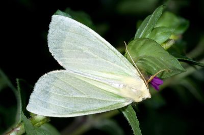 黃尺蛾 Doratoptera lutea 雄蟲