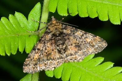 暗黃斑霜尺蛾 Alcis taiwanovariegata