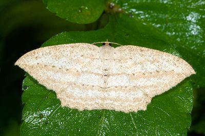 斜紋點尺蛾 Calletaera obliquata 雌蟲