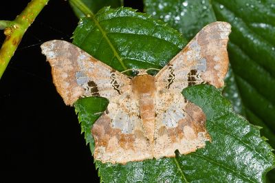 三斑璃尺蛾 Krananda lucidaria 雄蟲