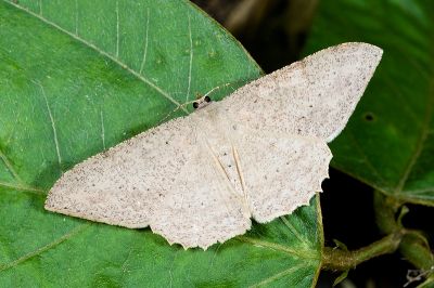 雙斑鈎尺蛾 Luxiaria mitorrhaphes 雄蟲