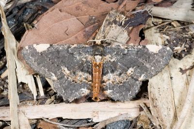 姬雙斑鋸線尺蛾 Abaciscus changi 雄蟲