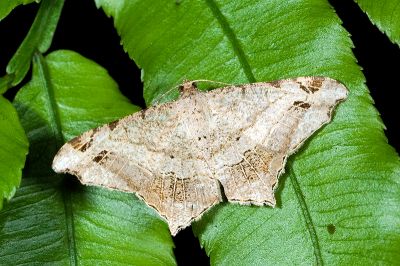 連珠帶尾尺蛾 Chiasmia emersaria 雌蟲