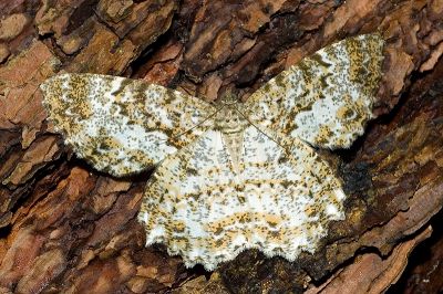 大褐尺蛾 Amblychia moltrechti 雌蟲