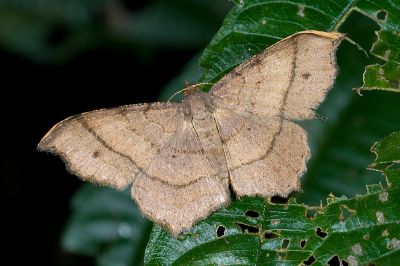 褐帶尾尺蛾 Chiasmia perfusaria 雌蟲
