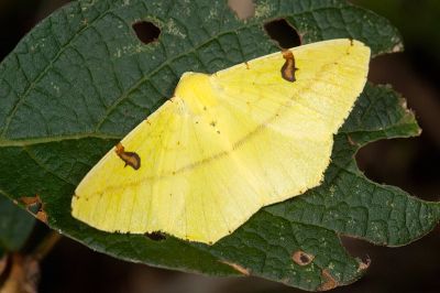 黑刺斑黃尺蛾 Opisthograptis moelleri 雄蟲