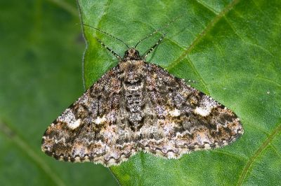 暗黃斑霜尺蛾 Alcis taiwanovariegata