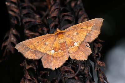 破褐緣安尺蛾 Entomopteryx combusta 雌蟲