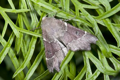 彎緣銀心尺蛾 Odontopera insulata insulata 雌蟲
