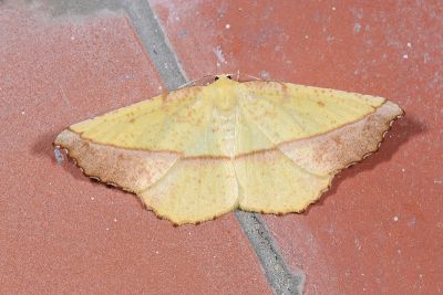 鋸褐緣黃尺蛾 Auaxa cesadaria 雌蟲