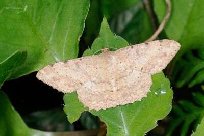 鋸緣鈎尺蛾 Luxiaria costinota 雄蟲