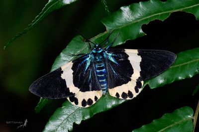 橙帶枝尺蛾 Milionia zonea pryeri 雄蟲