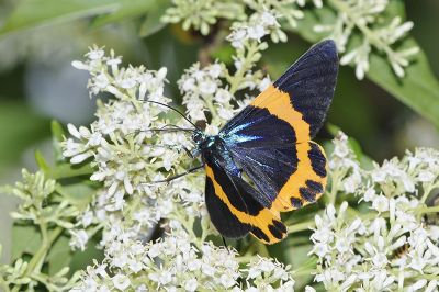 橙帶枝尺蛾 Milionia zonea pryeri 雌蟲