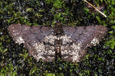 碎白鋸線尺蛾 Abaciscus tristis tristis 雄蟲