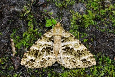 廈門星尺蛾 Arichanna marginata 雌蟲