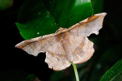 褐缺口尺蛾 Fascellina chromataria 雄蟲