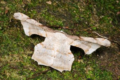 空點雙尾尺蛾 Gonodontis pallida 雄蟲
