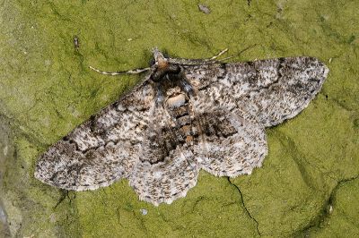 汙褐鋸尺蛾 Cleora alienaria 雄蟲
