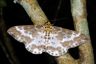 三排緣尺蛾 Pogonopygia pavida pavida 雄蟲