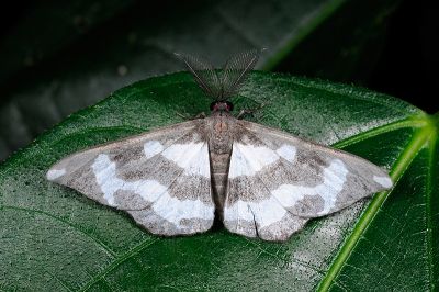 白條黯鉤尺蛾 Hyposidra leucomela 雄蟲