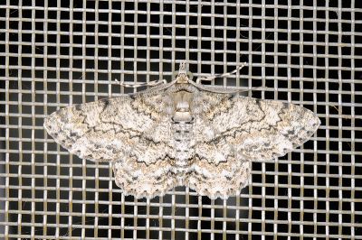 粗線黑腰尺蛾 Cleora injectaria 雄蟲