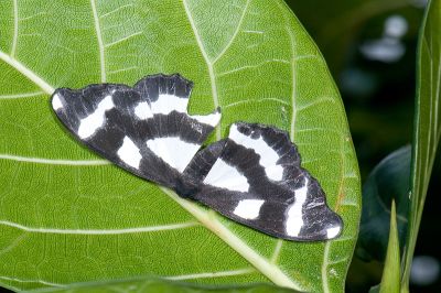 白條黯鉤尺蛾 Hyposidra leucomela 雌蟲