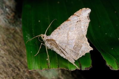 連珠帶尾尺蛾 Chiasmia emersaria 雄蟲