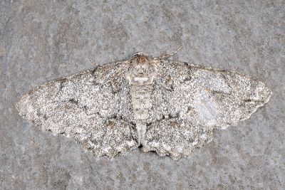 白波緣尺蛾 Cusiala boarmioides 雌蟲