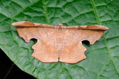 褐缺口尺蛾 Fascellina chromataria 雌蟲