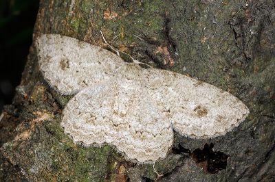 優猗尺蛾 Ectropis excellens 雌蟲