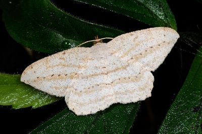 斜紋點尺蛾 Calletaera obliquata 雄蟲