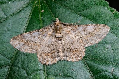 汙褐鋸尺蛾 Cleora alienaria 雄蟲