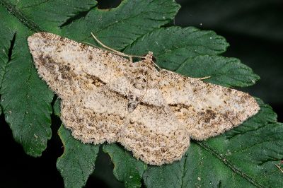 巒大山擬霜尺蛾 Psilalcis breta rantaizana 雄蟲