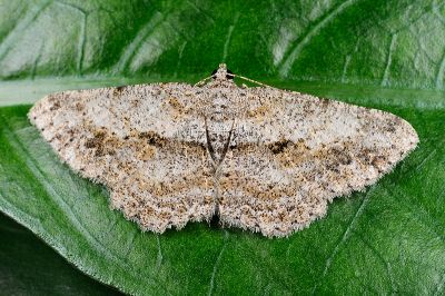 巒大山擬霜尺蛾 Psilalcis breta rantaizana 雌蟲