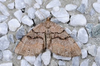 三線猗尺蛾 Anectropis semifascia 雌蟲